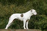 BOULEDOGUE AMERICAIN 341